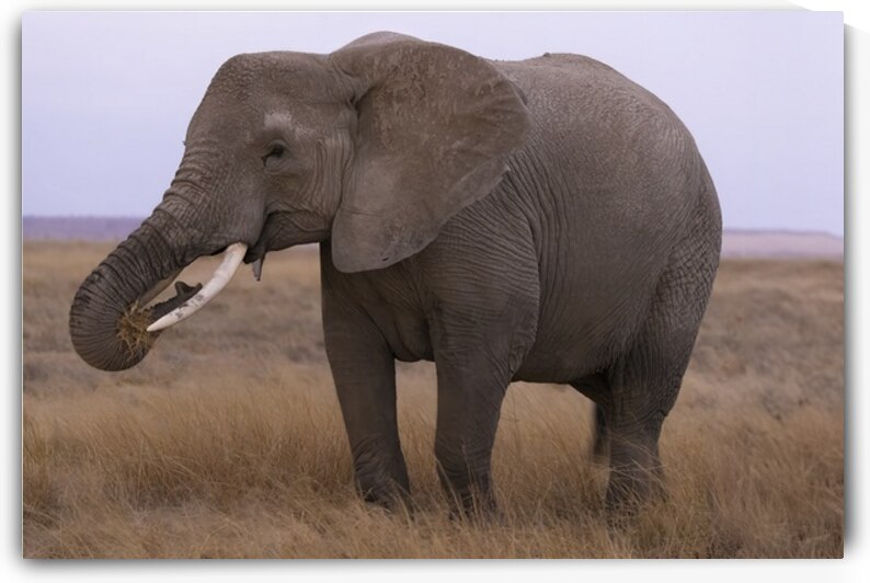 African Elephant 1229 by Robert Burnett