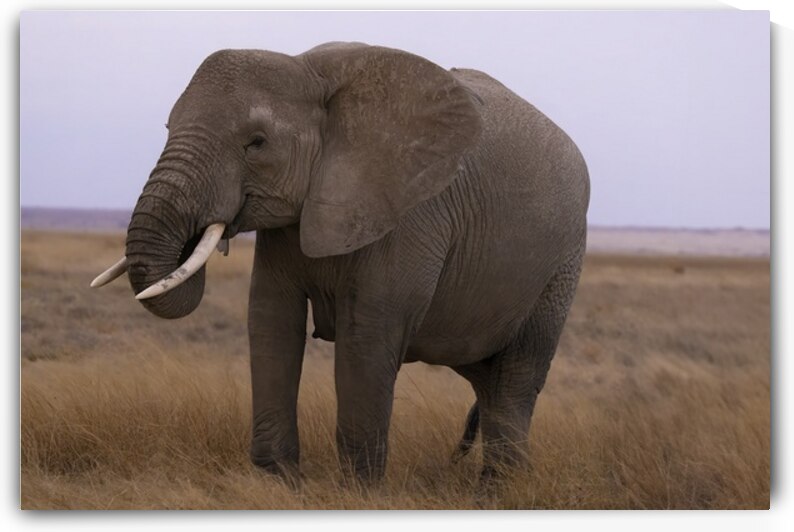 African Elephant 1233 by Robert Burnett