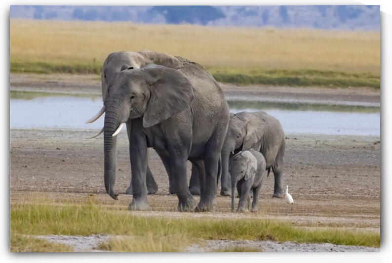 African Elephant 1401 by Robert Burnett