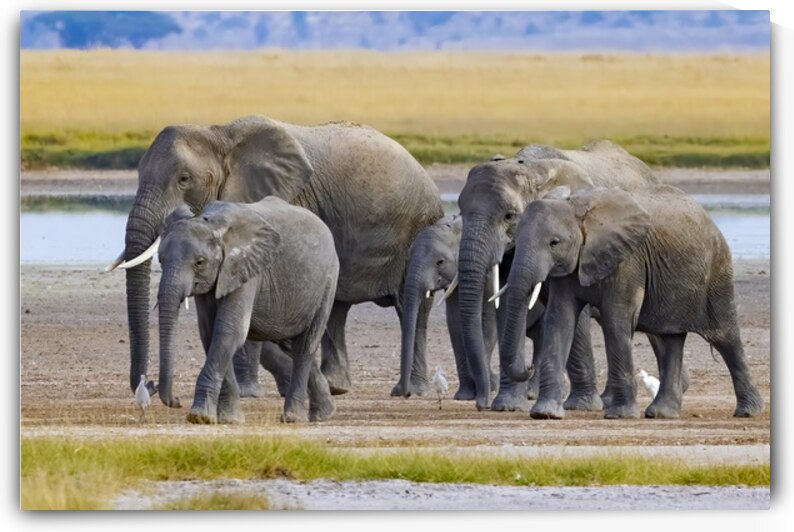 African Elephant 1405 by Robert Burnett