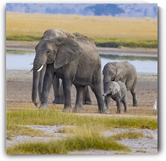 African Elephant 1403 by Robert Burnett