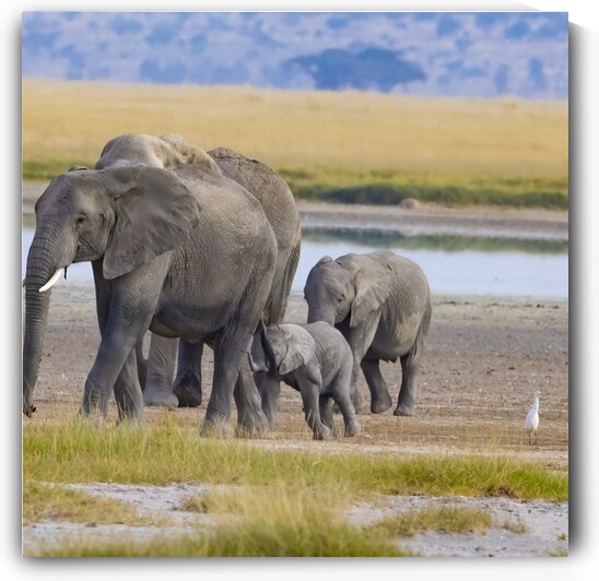 African Elephant 1404 by Robert Burnett