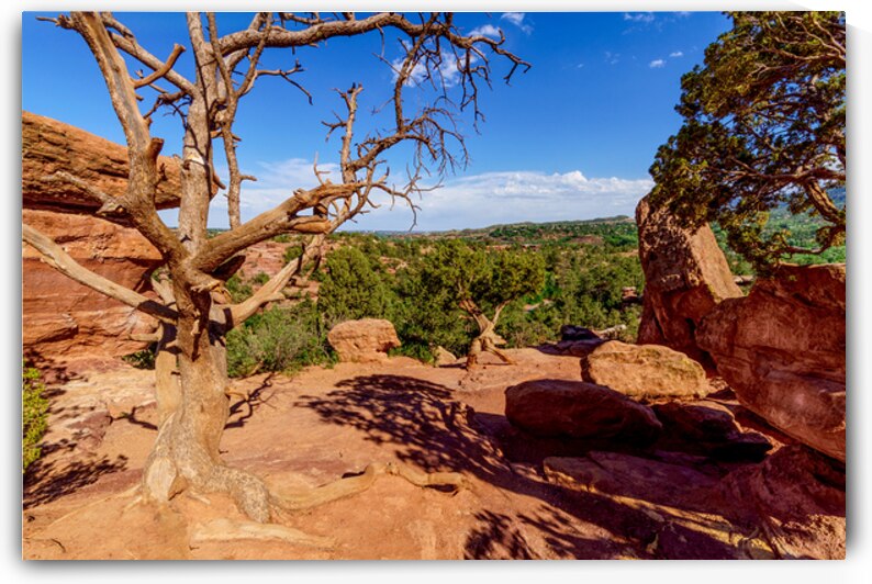 Twisted Wonder Near Balanced Rock Colorado by Jennifer White