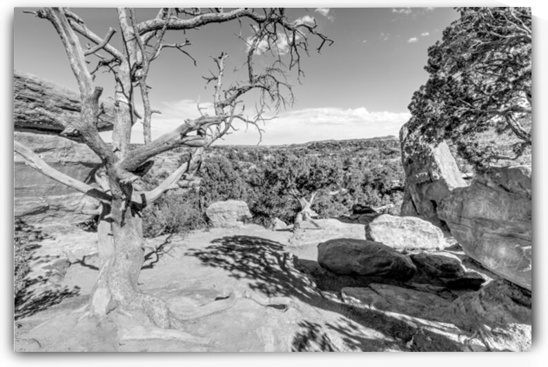 Twisted Wonder Near Balanced Rock Colorado by Jennifer White
