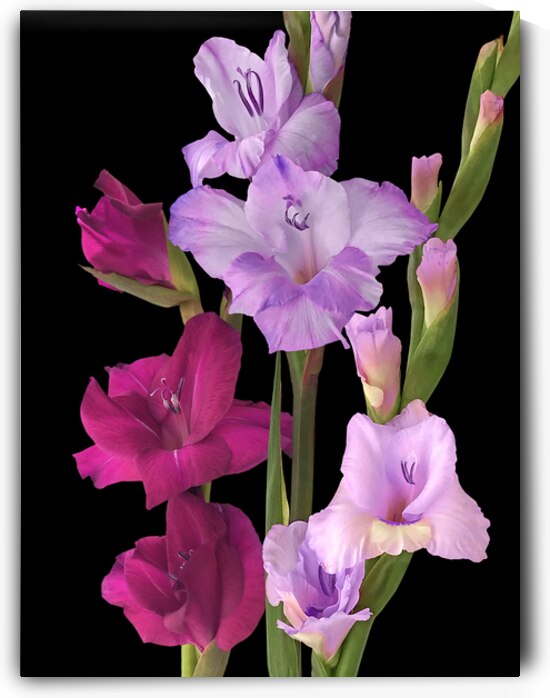 Cerise and Purple Gladioli On Black by Gill Billington