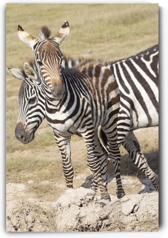 Zebra 1687 by Robert Burnett