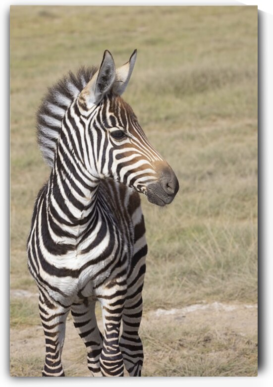 Zebra 1685 by Robert Burnett