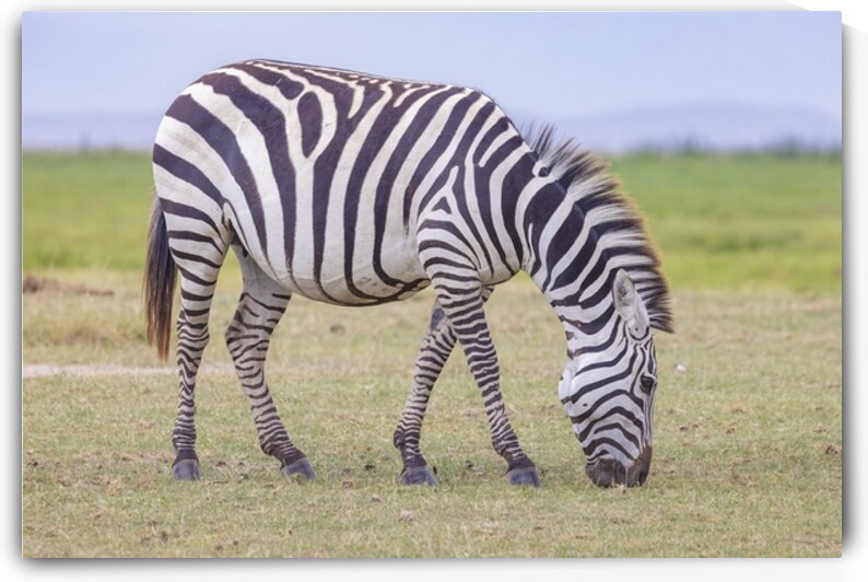 Zebra 1640 by Robert Burnett