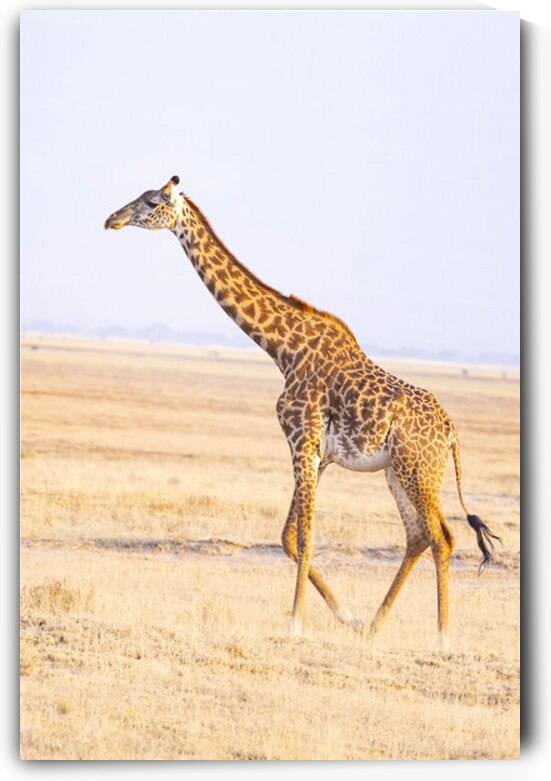 Masai Giraffe 1197 by Robert Burnett