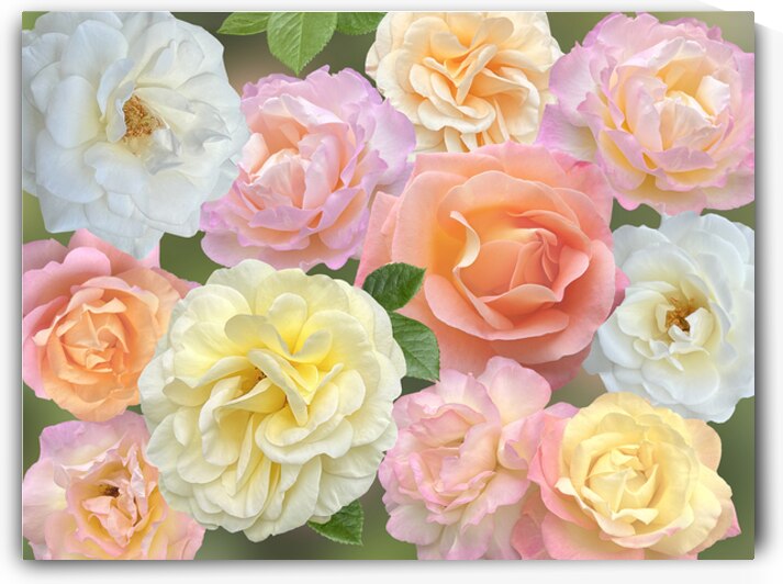 Pastel Roses by Gill Billington