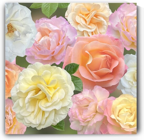 Pastel Roses Square by Gill Billington