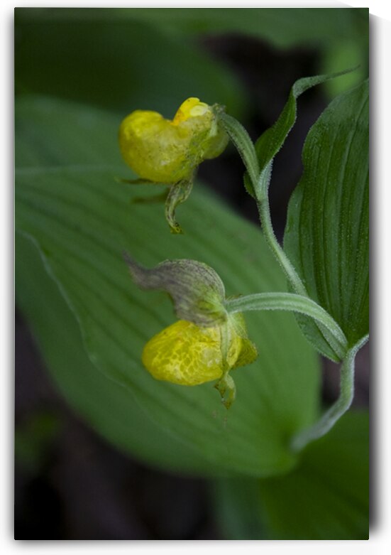 Yellow Lady Slipper Wildflower 2 by Norma Brandsberg Photography
