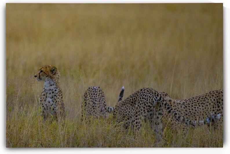 Cheetah 1264 by Robert Burnett