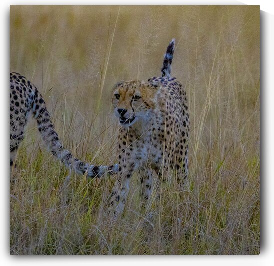 Cheetah 1266 by Robert Burnett