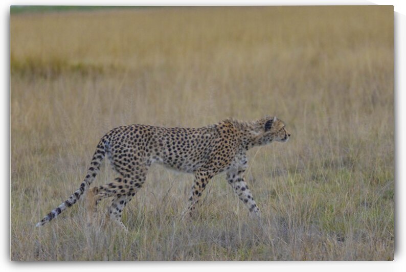Cheetah 1259 by Robert Burnett