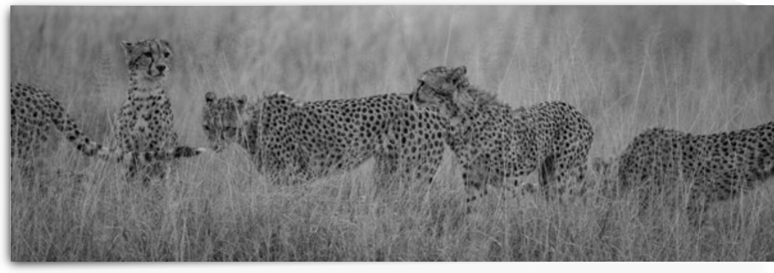 Cheetah 1261 by Robert Burnett
