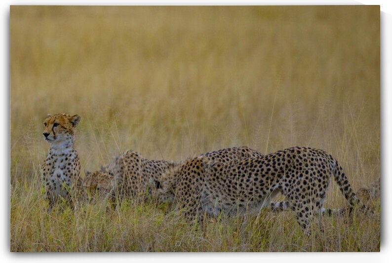 Cheetah 1263 by Robert Burnett