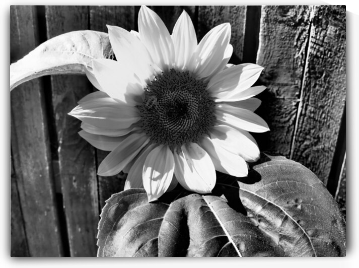Sunflower with Bee in Black and White                                                                                                                      by Catriona Roberts Nature Photography and Designs