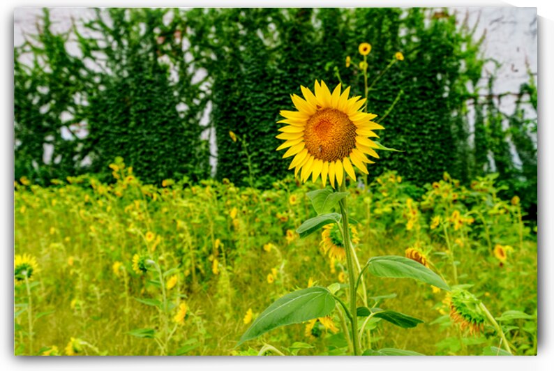 Bee On A Sunflower In The City by Jennifer White
