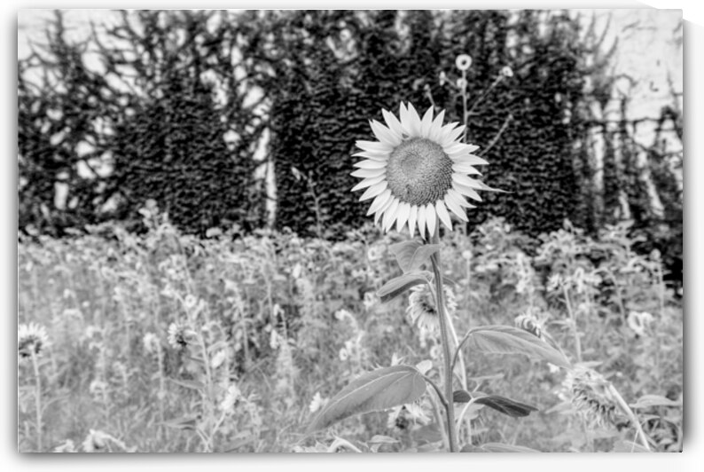 Bee On A Sunflower In The City Grayscale by Jennifer White