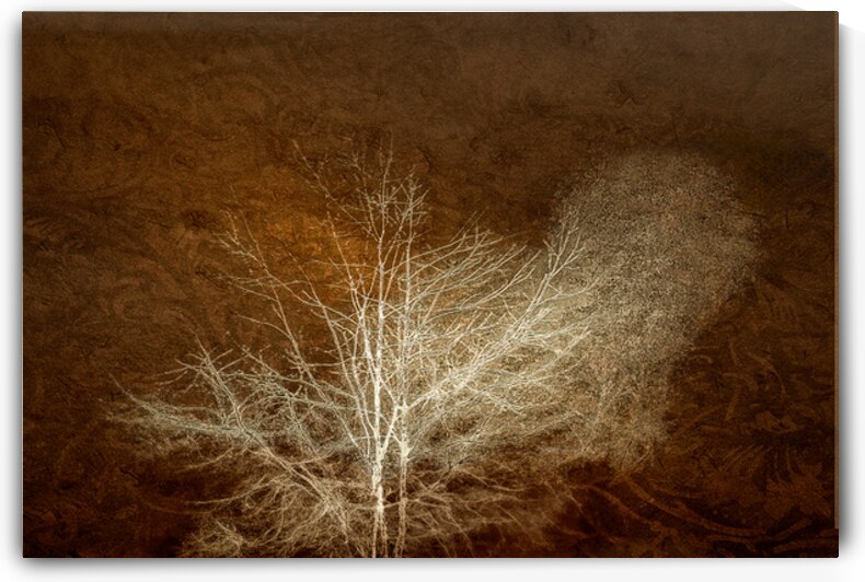 Charming White Tree Silhouette by Norma Brandsberg Photography