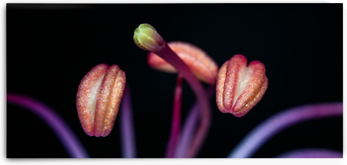 Pink Anthers by Bastian Alexander Coleman