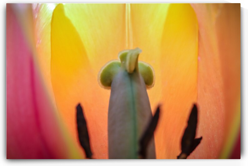 Chamber of Light by Bastian Alexander Coleman