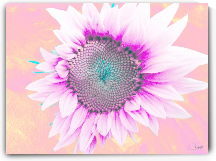 Sweet Pink Hibiscus Sunflower by Catriona Roberts Nature Photography and Designs