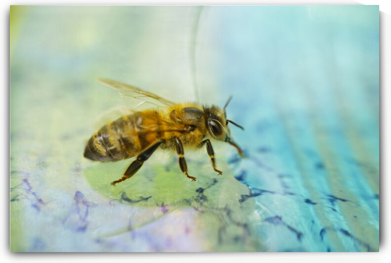 Honeybeen Drinking I by Iris H Richardson