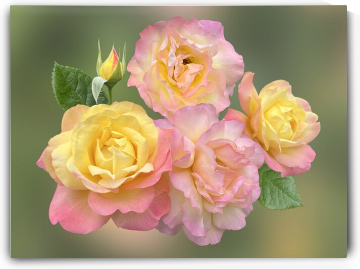 Showy Pink And Yellow Roses by Gill Billington