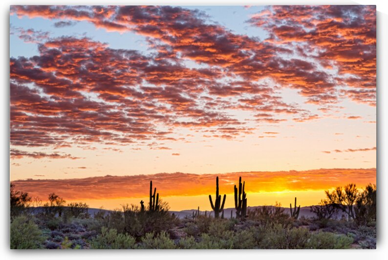 Colorful Sonoran Desert Sunrise by Bo Insogna