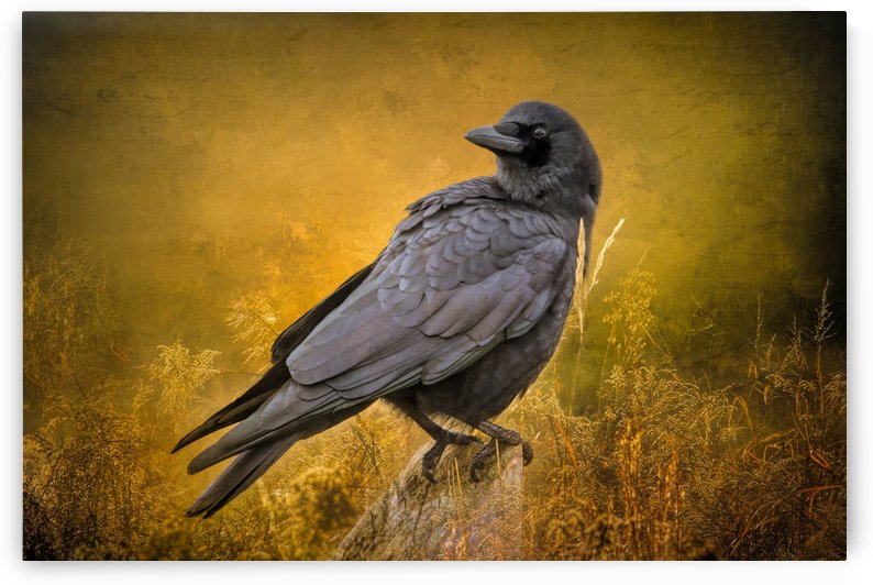 Black Crow by Michel Soucy