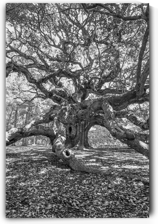 Strong And Bold Grayscale by Jennifer White