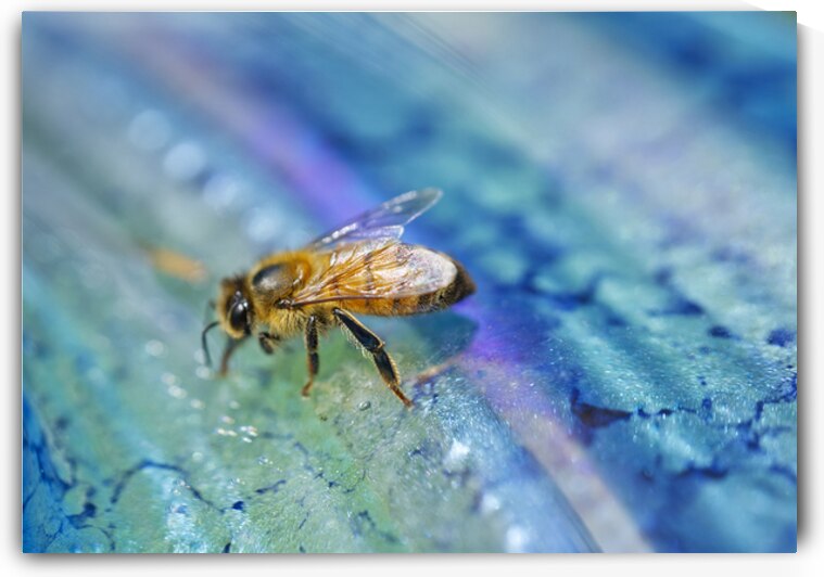Honeybee on Drinking IV by Iris H Richardson