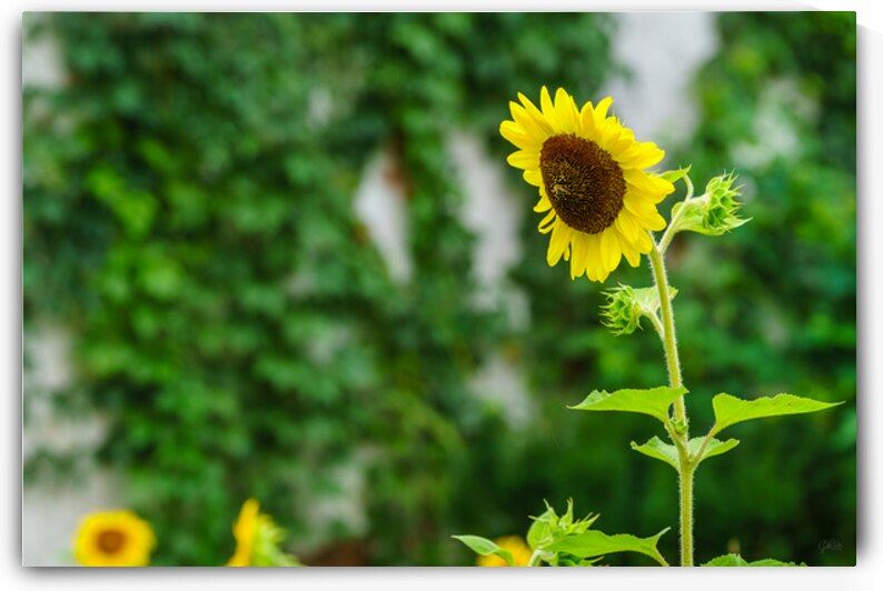 Urban Sunflower Garden by Jennifer White
