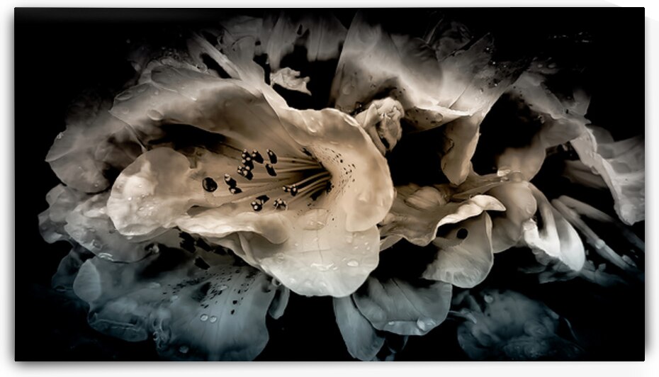 Smoky Azaleas by Blaine Stoner