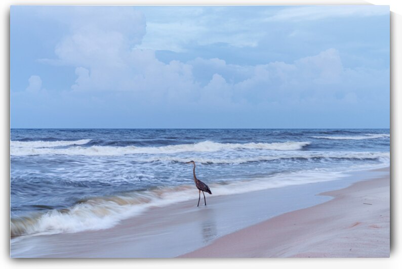 Blue Heron Fishing Orange Beach by Jennifer White