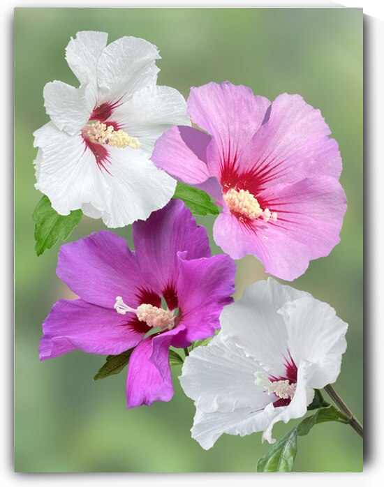 Pink And Purple Hibiscus Flowers Vertical by Gill Billington
