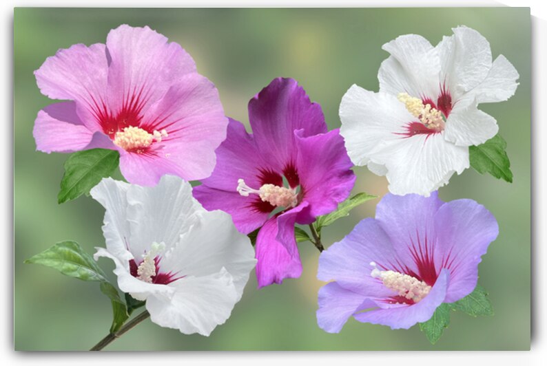 Pink And Purple Hibiscus Flowers by Gill Billington