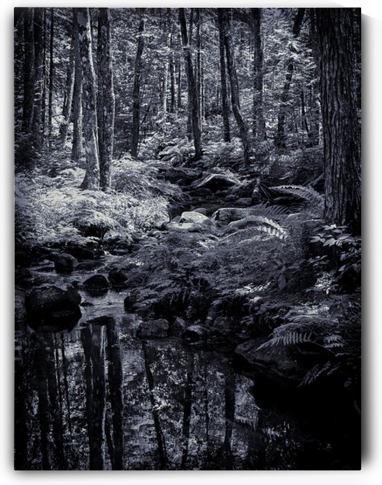 The Still Forest by Blaine Stoner