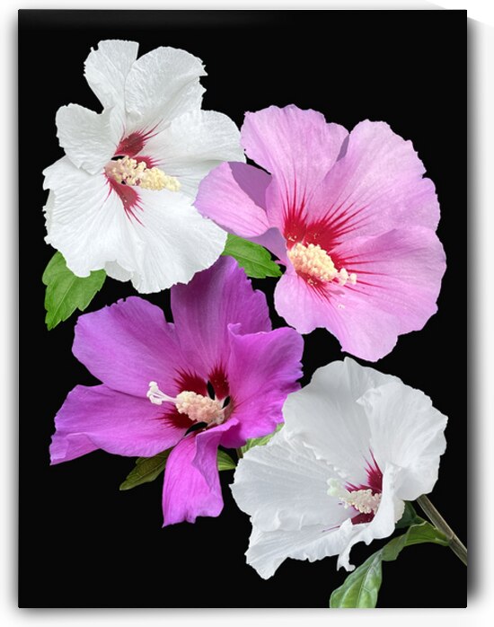 Pink And Purple Hibiscus Vertical On Black by Gill Billington