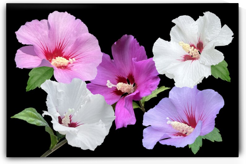 Pink And Purple Hibiscus On Black by Gill Billington