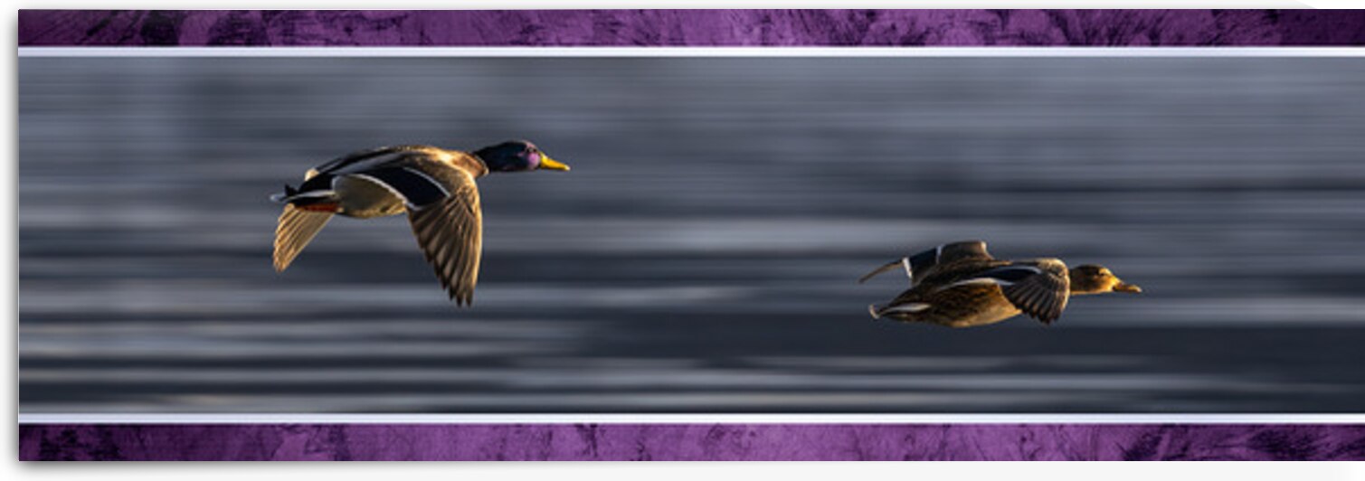 015 010 by Jack Deco