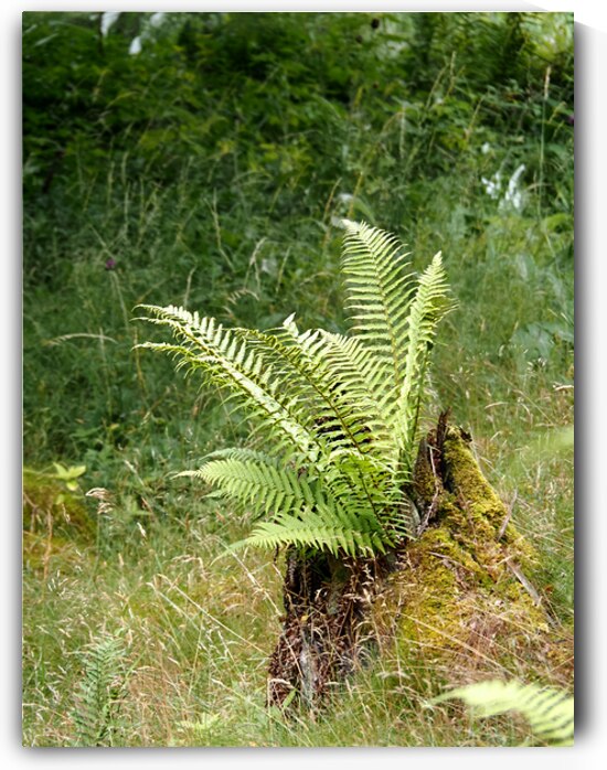  Scottish Highlands Tree Fern                                                                                                                     by Catriona Roberts Nature Photography and Designs