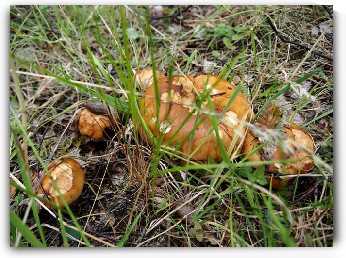 Scottish Highlands Brown Cap Forest Mushrooms                                                                                                                       by Catriona Roberts Nature Photography and Designs