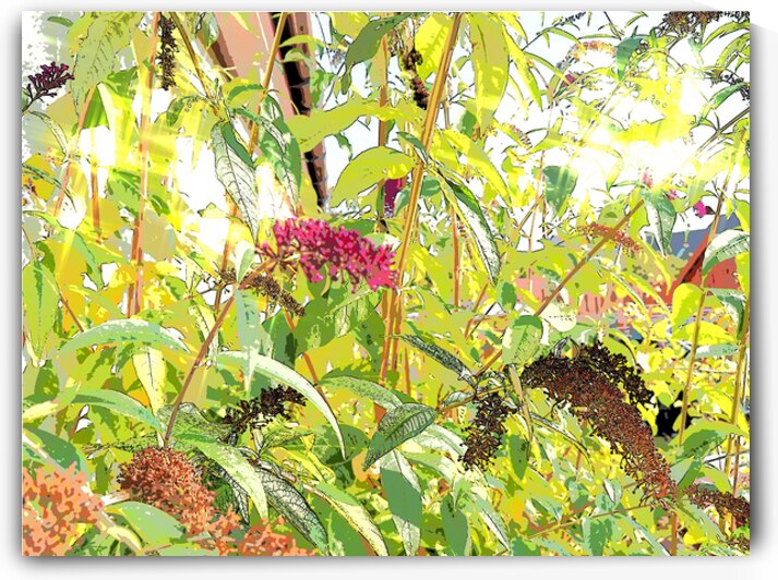  Buddleia Blooms                                                                                                                     by Catriona Roberts Nature Photography and Designs