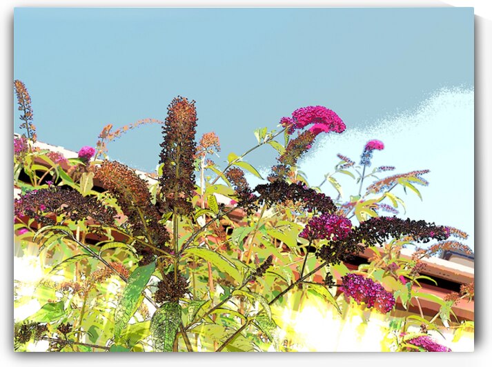 Summer Buddleia                                                                                                                      by Catriona Roberts Nature Photography and Designs