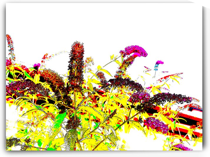 Abstract Summer Buddleia                                                                                                                       by Catriona Roberts Nature Photography and Designs
