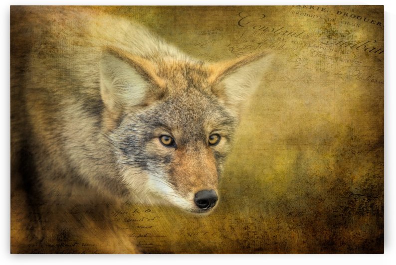 The Hunt by Michel Soucy