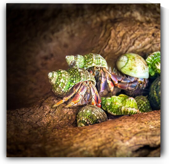 Costa Rica  Hermit Tree Crabs by Norma Brandsberg Photography